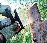 Best Utility Line Clearance  in Osage, IA
